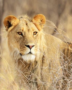 Beautiful lioness in the nature