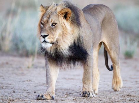 Beautiful lion in the nature