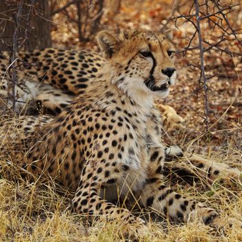 Beautiful cheetah in Wildlife