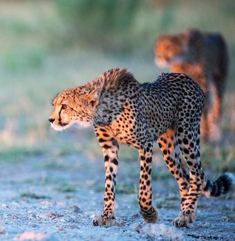 Beautiful cheetah in Wildlife