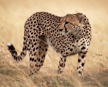 Beautiful cheetah in Wildlife