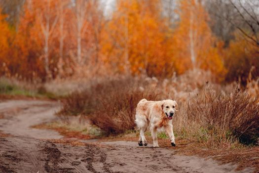 Golden retriever dog walking at autumn forest and looking back. Cute doggy pet labrador at nature with orange leaves at trees