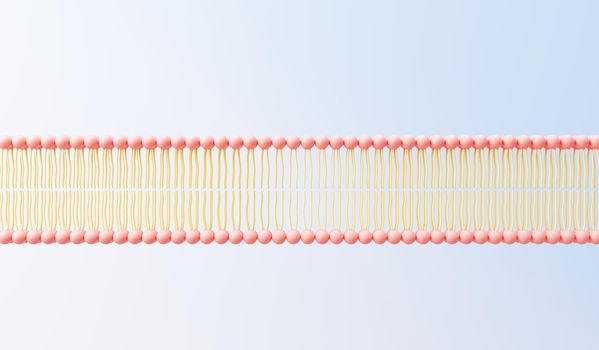 3d render cell membrane Phospholipid Bilayer. Layers of molecules. Gene expression. nucleotide database. Fluid mosaic model for education. Human gene. Plasma membrane structures.