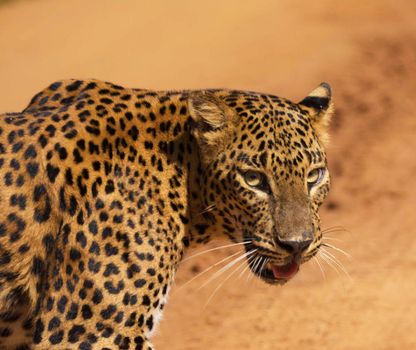 Beautiful portrait of a leopard