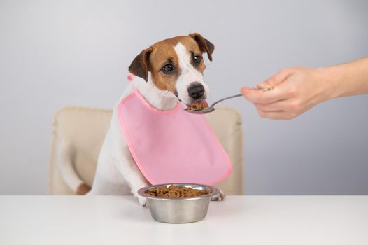 A woman feeds her pet dry food from a spoon. Dog jack russell terrier at the dining table in a bib