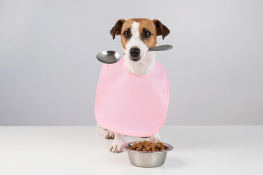 Jack Russell Terrier dog in a pink bib holding a spoon in his mouth