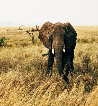 Beautiful Elephant  in national park