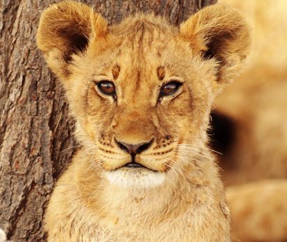 Beautiful lioness in the nature