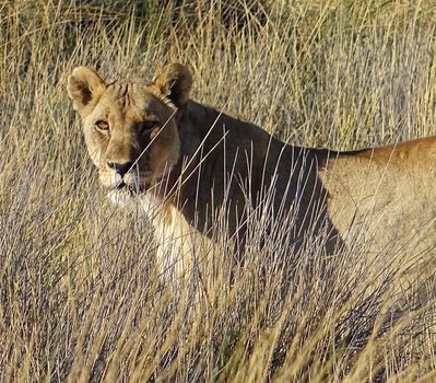 Beautiful lioness in the nature