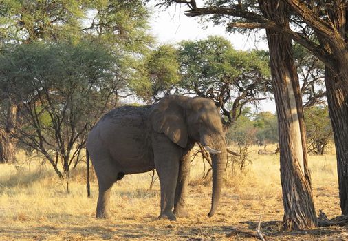 Beautiful Elephant  in national park