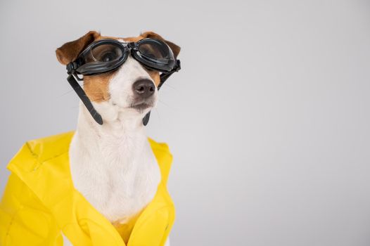 Portrait of jack russell terrier dog in life jacket and goggles for snorkeling on white background