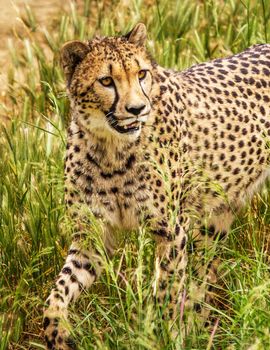 Beautiful cheetah in Wildlife