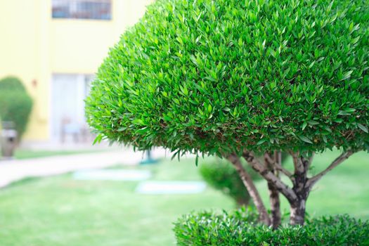 Beautiful trimmed green bush growing on alley closeup. Gardening plant care concept