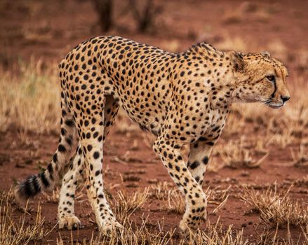 Beautiful cheetah in Wildlife