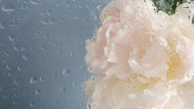 Water rain drops on wet window glass, peony flowers spring bloom, floral blossom of paeony. Springtime botanical flora. Pastel color spring paeonia inflorescence. Bouquet. Dew, droplets or raindrops.