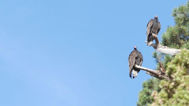 Turkey vulture, pine tree branch, scavenger carnivorous buzzard waiting or hunting. Bald red head of birds of prey. Predator, who feeding carrion like griffon. Point Lobos wildlife, California USA.