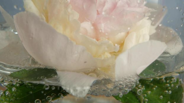 Peony flower spring bloom, light pink floral blossom, paeony bud close up. Springtime botanical background. Fresh tender delicate petals, water with bubbles, spring flora. Pastel paeonia inflorescence