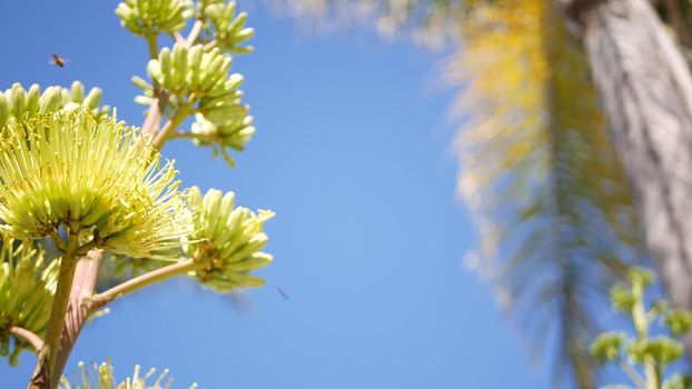 Yellow agave or aloe exotic flower panicle, century or sentry plant bloom, succulent blossom or inflorescence. Blue clear sunny summer sky, flowering maguey and palm tree, California flora, USA garden