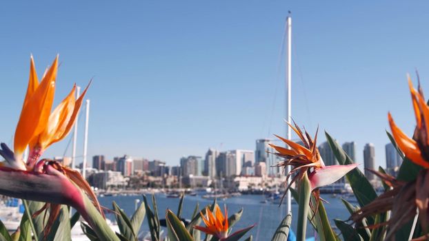 Yachts in marina and downtown city skyline, San Diego cityscape, California coast, USA. Highrise skyscrapers by bay, waterfront harborside promenade. Urban architecture by harbor. Strelitzia flowers.