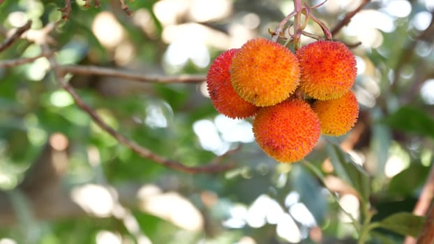 Strawberry tree or shrub ripe and unripe fruits, irish arbutus unedo harvest, cain or cane apple berries. California garden. Green leaves foliage. Mediterranean Europe flora, widespread in Ireland.