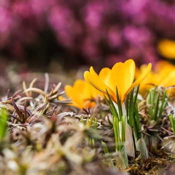 Spring is coming. The first yellow crocuses in my garden on a sunny day