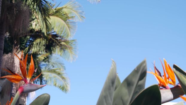 Strelitzia bird of paradise orange flower bloom, crane flower inflorescence, exotic tropical blossom in sunny garden. California flora, USA. Botanical floral background, palm tree, blue clear sky.