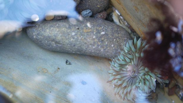 Sea anemone tentacles, tide pool water, anemones mouth macro. Tidepool wildlife, aquatic marine organism. Exotic actiniaria polyp animal underwater. Littoral intertidal zone fauna, California low tide