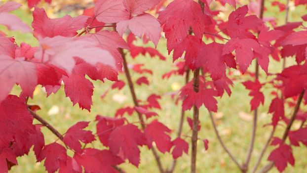 Red autumn maple leaves tree branch. Vivid fall leaf in forest or woods. Leafage in park in september, october or november. Seasonal foliage in woodland. Natural background.
