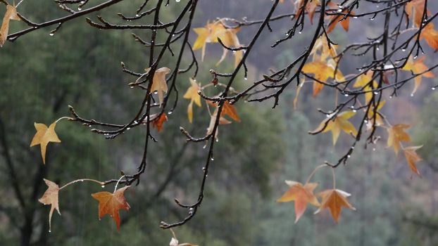 Pouring rain drops, yellow autumn maple tree leaves. Water droplets of downpour, wet orange fall leaf in forest or wood. September, october or november weather. Leafage in moist park. Seasonal foliage