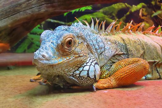 On image: The Red Iguana look at you closeup image also known as the American iguana, is a large, arboreal, mostly herbivorous species of lizard
