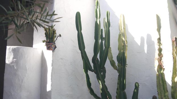 Sansevieria plant in flower pot and tall succulent cactus by white wall. Mexican rural homestead garden. Provincial village, countryside rustic ranch. Country house in California or Mexico in greenery