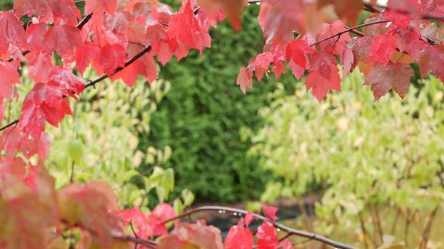 Rain drops on red autumn maple tree leaves. Water droplets, wet fall leaf in forest or woods. September, october or november weather. Leafage in moist park . Seasonal foliage on green background.