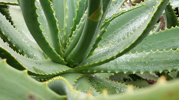 Aloe vera rosette, dew or rain water drops, fresh juicy wet plant, moist leaves, raindrops or droplets. California succulent flora, spring morning. Moisturizing organic cosmetic refreshing ingredient.