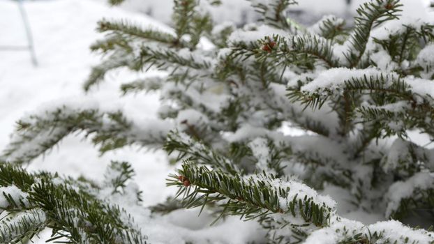 Spruce, pine or fir in snow flakes, conifer Christmas tree and snowflakes falling. Conifer branch or twig in snowdrift, winter forest. New Year and Xmas snowfall weather. Seamless looped cinemagraph.