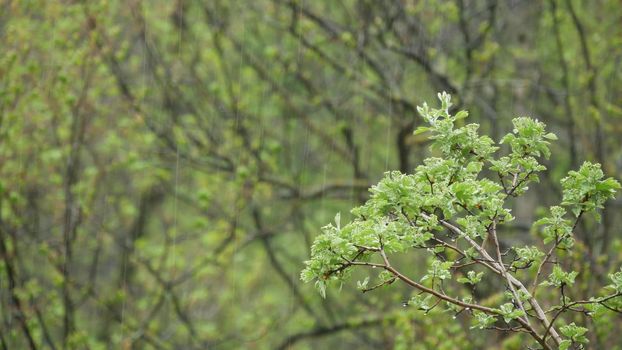 Rain drops falling, fresh green juicy leaves in spring forest. Droplets on springtime wet trees foliage. Moist greenery, rainy weather. Raindrops water refreshing plants in woods. Rainfall and canopy.