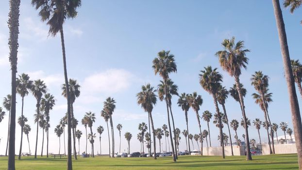 Palm trees in beachfront park on pacific ocean beach, California coast, USA. Green grass lawn, blue sky. Summertime Los Angeles aesthetic, Mission beach in San Diego, summer vacations on shore vibes.