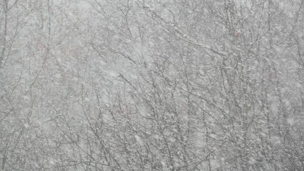 Snowflakes of wintry Christmas snowfall. White snow flakes falling in winter. Cold snowy forest nature in december before New Year. Windy weather before snowstorm or blizzard. Bare trees from window.