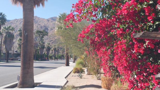Palm trees, bougainvillea red flowers bloom or blossom, mountains or hills, sunny Palm Springs near Los Angeles, California valley nature, USA. Arid dry climate plants, desert oasis flora. City street
