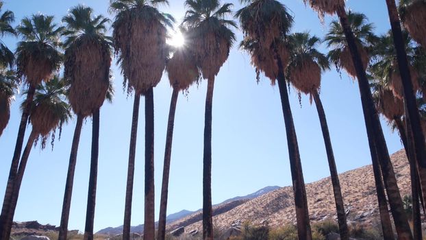 Row of palm trees and mountains or hills, sunny Palm Springs near Los Angeles, California valley nature, USA. Arid dry climate plants, desert oasis flora in canyon, summer vibes. Washingtonia palms.