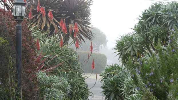 Typical generic suburban residential street, foggy misty sidewalk, Monterey nature, California flora, USA. Neighborhood suburb. Red aloe flowers in garden, floriculture. Rainy weather moody atmosphere
