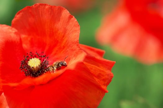 Summer scarlet poppy flowers closeup with bee collecting honey. Papaver rhoeas in meadow close up. Remembrance day poppy macro. Red corn aka Flanders..