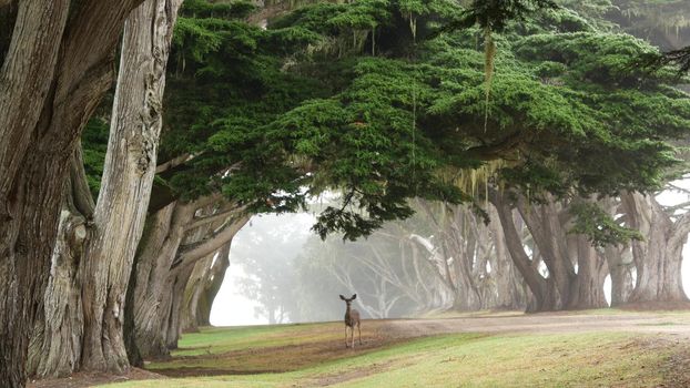 Wild young deer grazing, green lawn grass. Fawn calf animal in freedom, cypress trees tunnel or corridor, arch alley, foggy forest. Misty weather, Monterey, California wildlife, USA. Lace lichen moss.