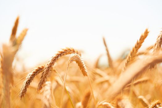 Golden ripe ears of wheat close up. Ripening wheat spikelets in rural meadow closeup. Bright ripe cereal field. Rich harvest and agriculture concept. Selective focus