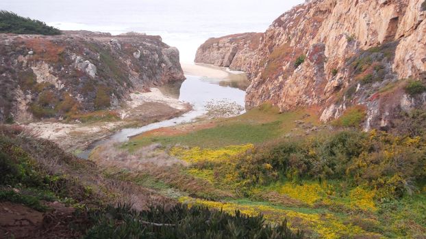 River or creek estuary in canyon, sea ocean beach and stream flow, mountain cliff or steep bluff crag. Green meadow with flowers, valley wildflowers in ravine. California coast, Big Sur landscape, USA