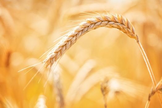 Golden ripe ears of wheat close up. Ripening wheat spikelets in rural meadow closeup. Rich harvest concept.