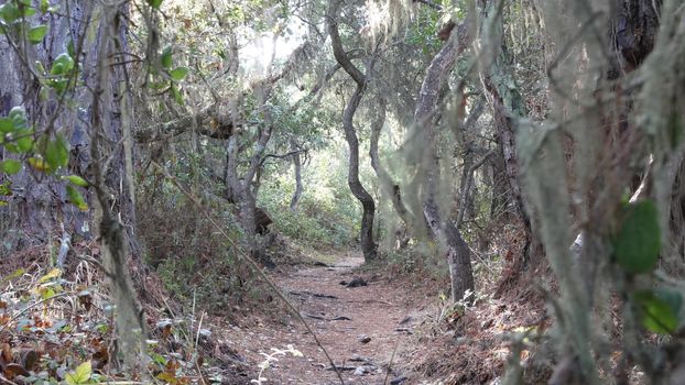 Path in live oak forest or woods, footpath trail or footway in old grove or woodland. Twisted gnarled oak trees branches and trunks. Lace lichen moss hanging. Point Lobos wilderness, California, USA.