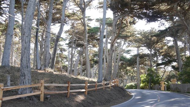 17-mile drive scenic road, Monterey peninsula, California, USA. Road trip thru cypress tree forest, coniferous evergreen pine woodland, grove or woods. Pacific coast highway tourist route near Big Sur