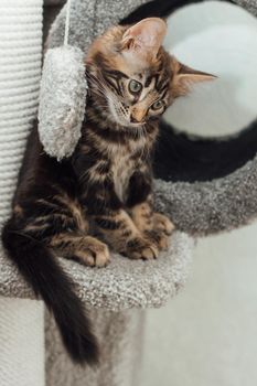 Young marble longhair bengal cat sitting on a soft cat's shelf of a cat's house indoors.