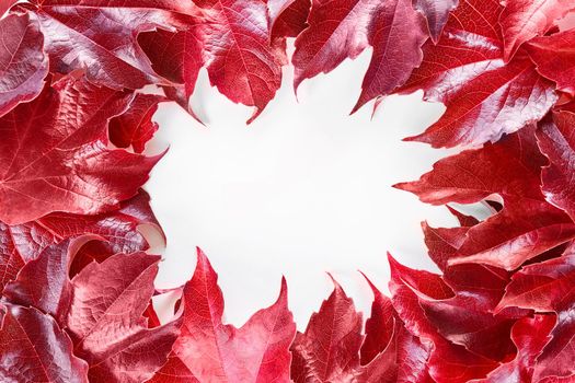 Frame with red decorative wild grape leaves isolated on white background. Decorative fox grape autumn fallen leaf border. Parthenocissus tricuspidata. Top view, flat lay