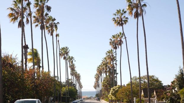 Row of palm trees on street , waterfront city near Los Angeles, California coast, southern USA. Palmtrees by ocean beach, summer vacations aesthetic. Tropical palms on sunny day. Sunshine and blue sky